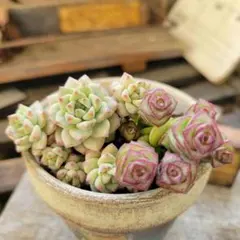 そのまま飾れる多肉植物 寄せ植え ピンクの陶器鉢付き - メルカリ