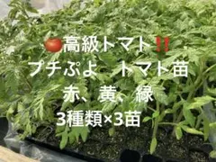 高級トマト！　CFプチぷよトマト苗 3種類×3！