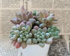 2026年最新】多肉植物 苗セットの人気アイテム - メルカリ