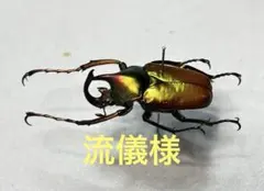 2026年最新】ハナムグリ標本の人気アイテム - メルカリ