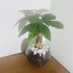 ☆ナナちゃん☆様 リクエスト 2点 まとめ商品