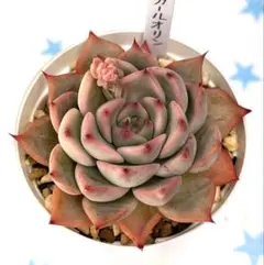 ゆーみん様 リクエスト 4点 まとめ商品