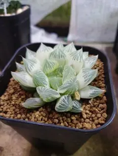 2025年最新】ハオルチア 白蛇伝の人気アイテム - メルカリ