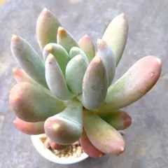 良*！様 ✿多肉植物✿京美人♫抜き苗