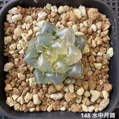 多肉植物 ハオルチア 氷星球オブツーサ錦 変異系 超美品 - メルカリ