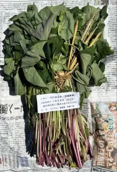 さつまいも 紅はるか 苗 20本 茨城県産サツマイモ - メルカリ