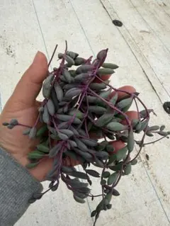 haha様 リクエスト 2点 まとめ商品