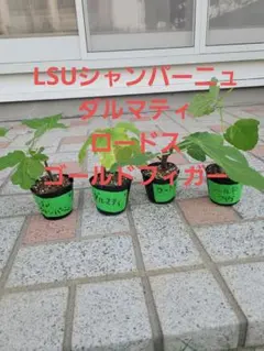イチジク　挿木苗　4種のサムネイル