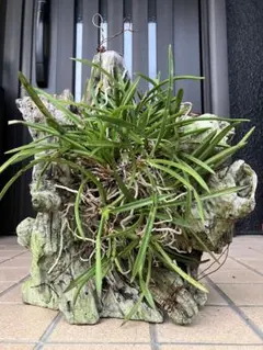 風蘭　大株⑨ 2025年最新】風蘭 大株の人気アイテム - メルカリ