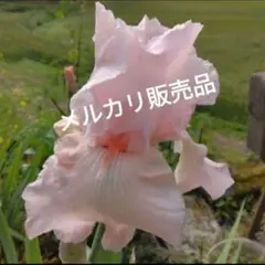 ジャーマンアイリス　薄いピンク色 1株のサムネイル
