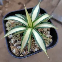 2025年最新】サングロー アガベの人気アイテム - メルカリ