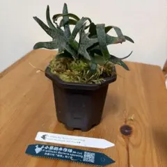 goul4711様 リクエスト 2点 まとめ商品