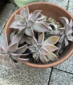 2026年最新】多肉植物 朧月の人気アイテム - メルカリ