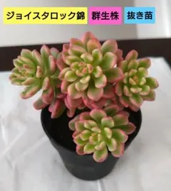 よしるん様 リクエスト 2点 まとめ商品