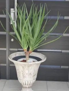 現品 ドラセナ ドラコ リュウケツジュ 流血樹 観葉植物 幹上り ドライ