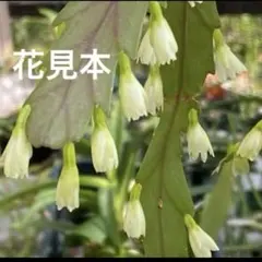 2025年最新】リプサリス 抜き苗の人気アイテム - メルカリ