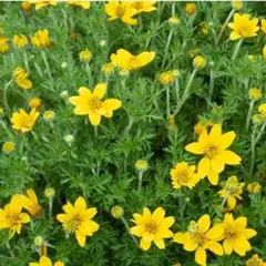 7本に変更です(*^^*) 花苗　ビーデンス　ウインターコスモス 抜き苗♡　5本のサムネイル