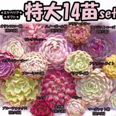 韓国苗　多肉植物　特大 エケベリア　ギフト　14苗セット【SP75】