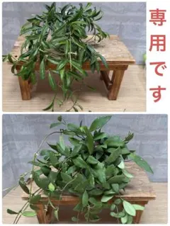 ☘観葉植物☘ホヤ リネアリス㊱ 抜き苗 - メルカリ