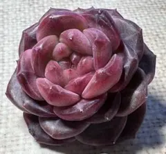 ぼ*ち様 1703新入荷　紅熊獅　エケベリア　多肉植物　撮影12月29日