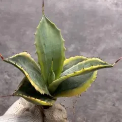 アガベ　スノーフォール　大株 アガベ スノーフォール｜Yahoo!フリマ（旧PayPayフリマ）