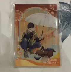 WIND BREAKER 晴天雨 アクブロ 桜遥