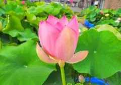 Soy様 リクエスト 2点 まとめ商品