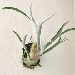米国産 三葉虫 化石 Modocia brevispina - メルカリ