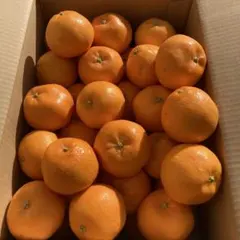 紀州特産 はるみ 5kg