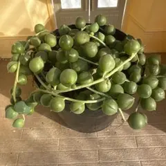 ひ*※様 グリーンネックレス　抜き苗　多肉植物