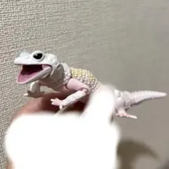 ヒョウモントカゲモドキ（ブリザード）　いきもの大図鑑　生き物　ガチャ　白　希少