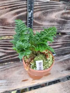 山野草 色丹島固有種 カタオカソウ 12R - メルカリ