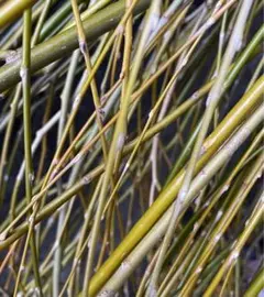 さわ様専用です。(16)