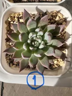 2025年最新】おらいさん苗 青鬼の人気アイテム - メルカリ