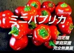 ランディ様 リクエスト 2点 まとめ商品