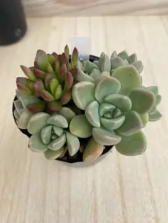 多肉植物 おはな だるま姫秀麗×花うらら 抜き苗 - メルカリ