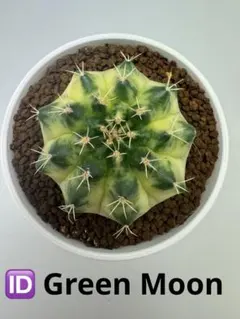 ASギムノカリキウム ミハノビッチ ID：Gymno.Montroseサボテン - メルカリ