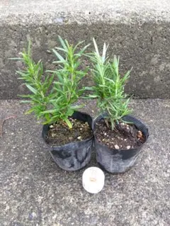 Omai様 リクエスト 2点 まとめ商品