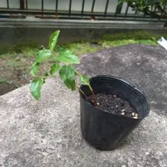 なつめのヒコバエのサムネイル