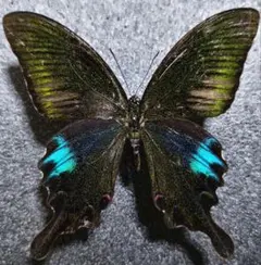 美麗 ベトナム産 新亜種 クジャクアゲハ 蝶 標本 - メルカリ