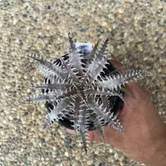 アローディア プロセラ セット 50センチ - メルカリ