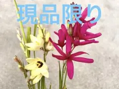 2026年最新】球根 イキシアの人気アイテム - メルカリ