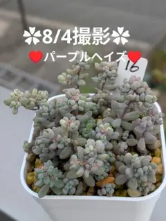 16♥パープルヘイズ♥ 根あり 抜き苗 多肉植物のサムネイル