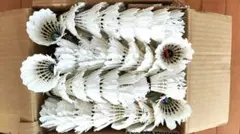 Item thumbnail for item 39d19e68-8470-4a7c-ad3a-89dd6c7b6714