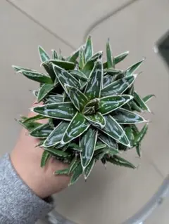 2026年最新】アガベ姫笹の雪の人気アイテム - メルカリ