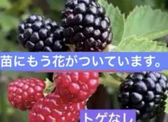 ブラックベリー苗　トゲなし　苗の撮影5/11(1)