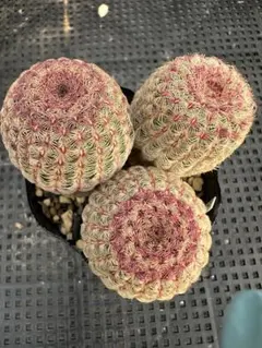 らんらん　断捨離中様専用