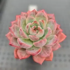 あーさん様 リクエスト 2点 まとめ商品