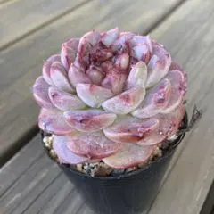 まる様 リクエスト 3点 まとめ商品