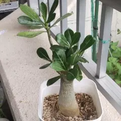 塊根植物 コーデックス 観葉植物 美株 メルカリ便 2026年最新】観葉植物 塊根植物・コーデックスの人気アイテム - メルカリ